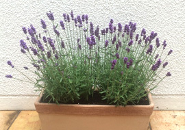 ニールズヤードパートナーシップ アロマセラピーレッスン03